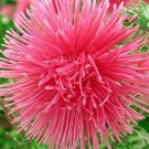 Jammas5 30 SALMON NEEDLE ASTER Callistephus Unicom Flower Seeds *Comb S/H + Free Gift