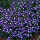 Jammas5 200 MRS CLIBRAN LOBELIA Erinus Flower Seeds *Comb S/H