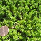 Jammas5 25 SPANISH STONECROP / SEDUM HISPANICUM Groundcover Flower Seeds *Comb S/H