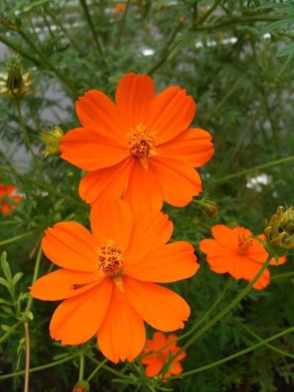 Jammas5 150 ORANGE SULPHUR COSMOS Klondike Sulphureus Seeds + Gift & Comb S/H