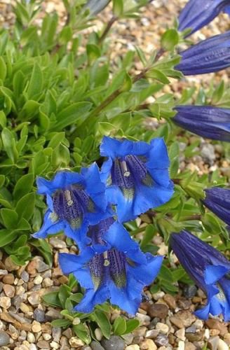 Jammas5 15 Blue STEMLESS GENTIAN Gentiana Acaulis Kochiana Flower Seeds *Comb S/H