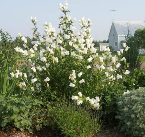 Jammas5 200 WHITE CANTERBURY BELLS - CAMPANULA Medium Flower Seeds *Comb S/H