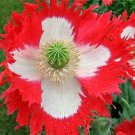 Jammas5 500 DANISH FLAG QUEENS POPPY Papaver Danebrog Flower Seeds *Comb S/H