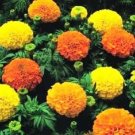 Jammas5 250 AFRICAN MARIGOLD CRACKERJACK Mixed Color Tagetes Erecta Flower Seeds *CombSH
