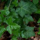 Jammas5 10 BOSTON IVY Parthenocissus Tricuspidata Veitchii Vine Seeds + Gift & Comb S/H