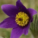 Jammas5 25 VIOLET ANEMONE Pulsatilla Vulgaris Purple PASQUE FLOWER Seeds +Gift & CombS/H