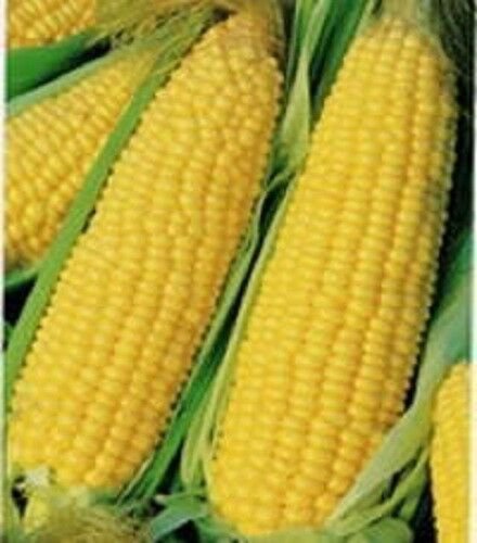 Jammas5 60 YELLOW CORN EARLY 'XTRA SWEET' Zea Mays Vegetable Seeds + Gift & Comb S/H