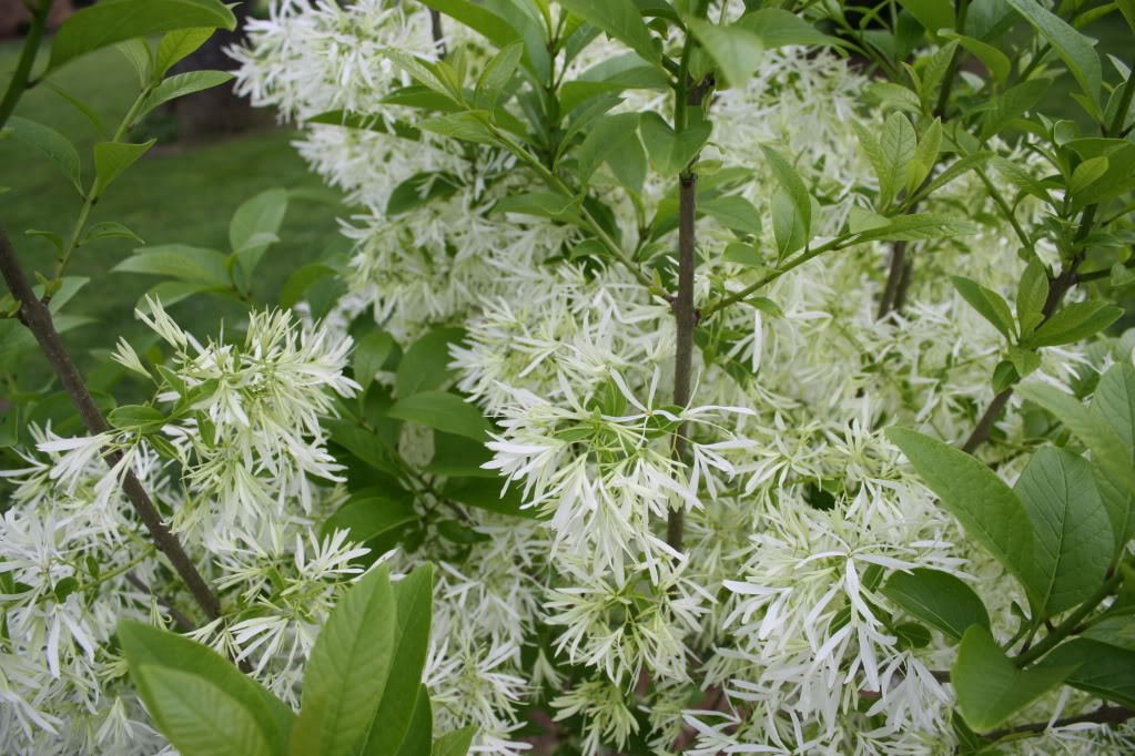 Jammas5 3 FRINGE TREE Chionanthus Virginicus Old Man&acirc;��s Beard White Flower Seeds *CombS/H