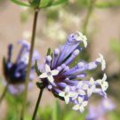 Jammas5 20 BLUE SURPRISE WOODRUFF ASPERULA Orientalis Azura Herb Flower Seeds *Comb S/H