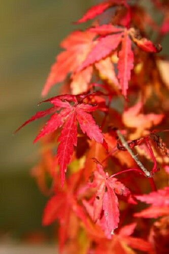Jammas5 10 JAPANESE MAPLE TREE Acer Palmatum Red Orange Seeds *Comb S/H