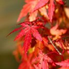 Jammas5 10 JAPANESE MAPLE TREE Acer Palmatum Red Orange Seeds *Comb S/H
