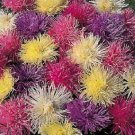 Jammas5 50 MIXED OSTRICH PLUME ASTER Feather Spider Callistephus Chinensis Flower Seeds