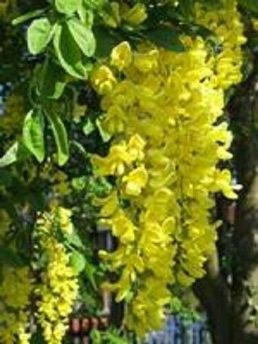 Jammas5 10 GOLDEN CHAIN TREE Goldenchain Laburnum Anagyroides Seeds + Gift & Comb S/H