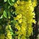 Jammas5 10 GOLDEN CHAIN TREE Goldenchain Laburnum Anagyroides Seeds + Gift & Comb S/H