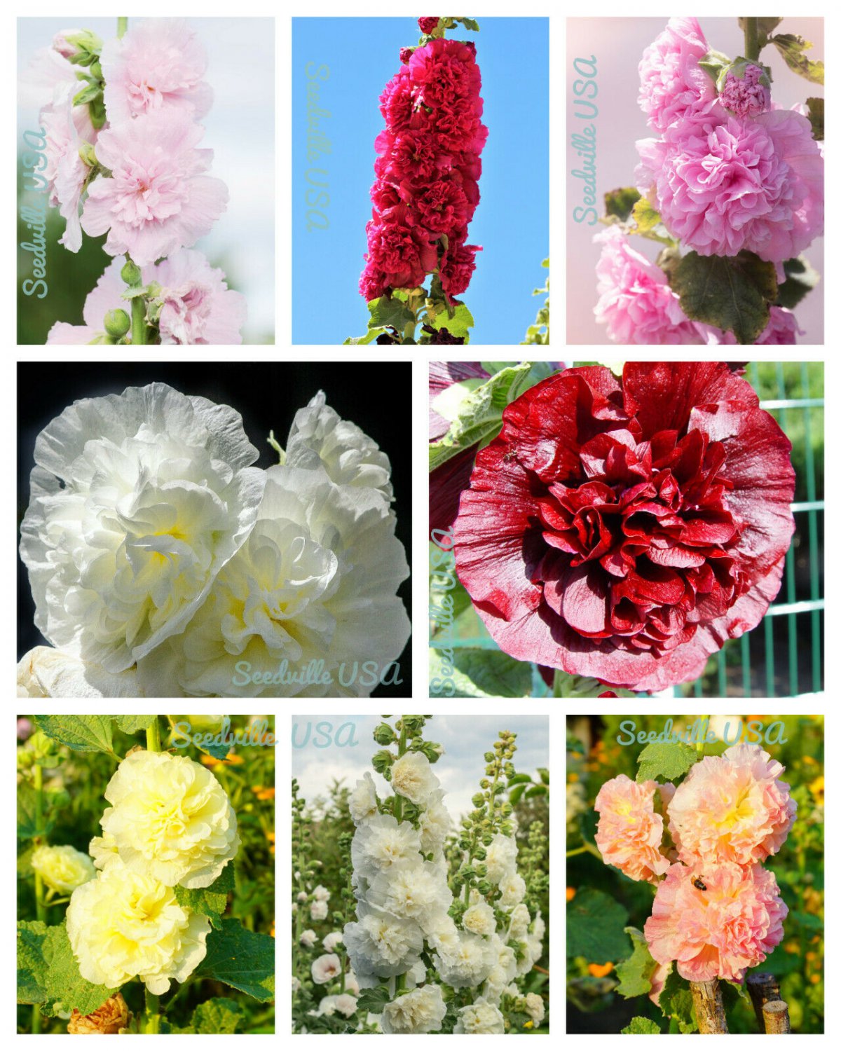 Jammas5 50 Dwarf Double HOLLYHOCK MAJORETTE MIX Alcea Rosea Red Pink White Flower Seeds
