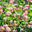 Jammas5 1500 ALSIKE CLOVER Trifolium Hybridum Pink & White Flower Legume Seeds *FlatShip