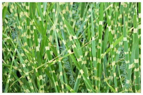 Jammas5 10 ZEBRA GRASS Variegated Maiden Grass Miscanthus Sinensis Zebrinus Seeds + Gift
