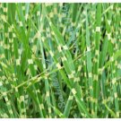 Jammas5 10 ZEBRA GRASS Variegated Maiden Grass Miscanthus Sinensis Zebrinus Seeds + Gift