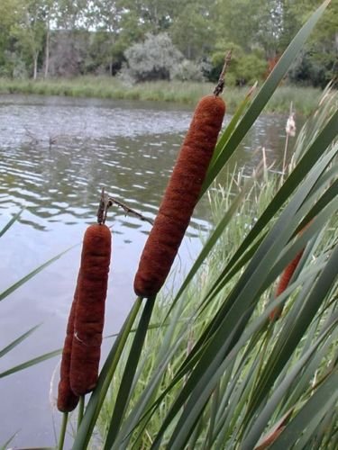Jammas5 150 SWEET VERNAL GRASS Sweet Grass Vanilla Grass Anthoxanthum Odoratum Seeds