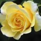Jammas5 5 YELLOW ROSE Rosa Bush Shrub Perennial Flower Seeds + Gift & Comb S/H