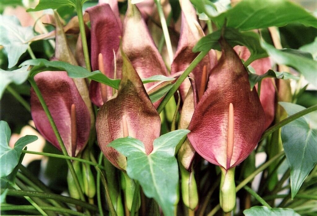 Jammas5 10 Dark RED ARUM Cyrenaicum - Orange Red Berries, Spotted Leaves - Flower Seeds