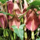 Jammas5 10 Dark RED ARUM Cyrenaicum - Orange Red Berries, Spotted Leaves - Flower Seeds