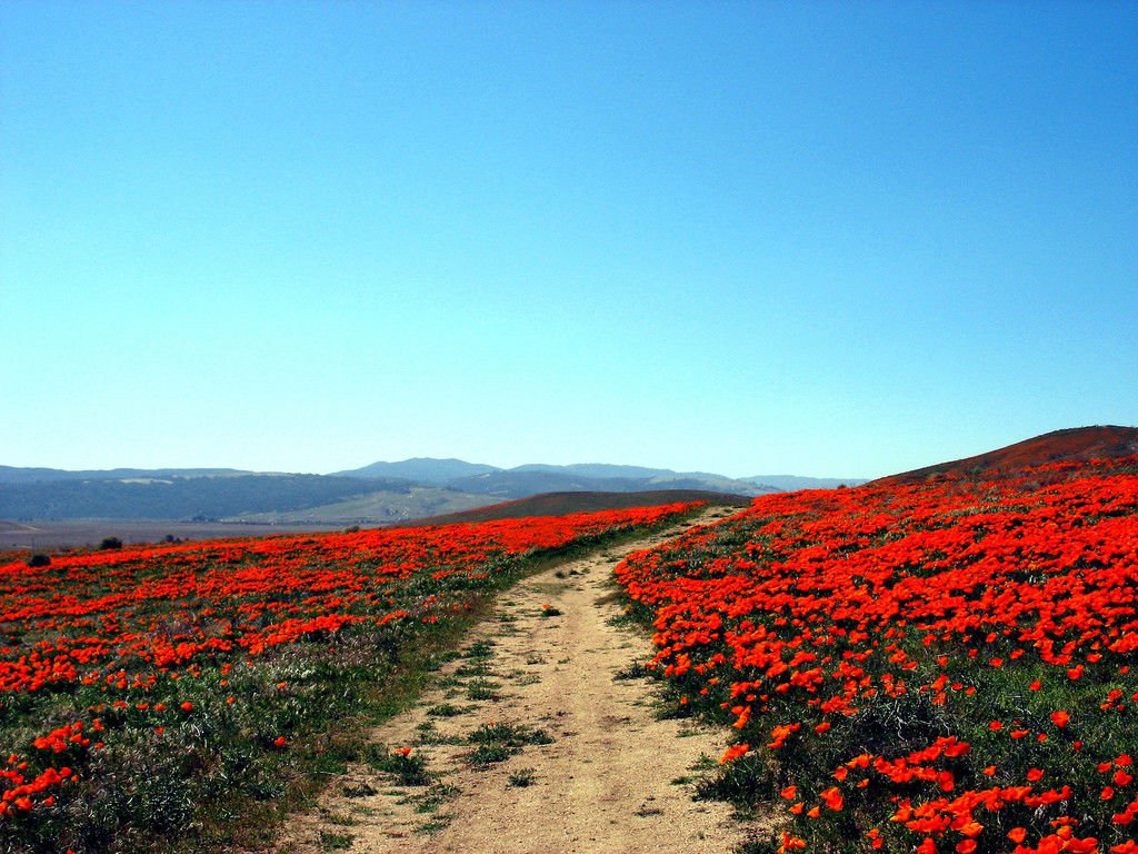 Jammas5 1500 MIKADO POPPY Red Orange California Flower Eschscholzia Californica Seeds