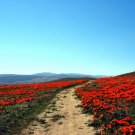 Jammas5 1500 MIKADO POPPY Red Orange California Flower Eschscholzia Californica Seeds