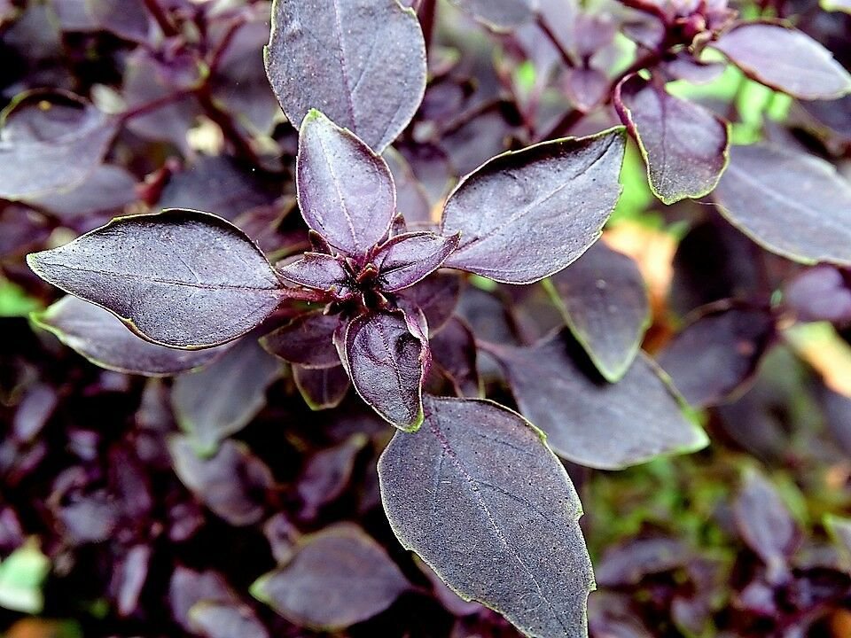 Jammas5 500 RED RUBIN BASIL Ocimum Basilicum Purpurascens Spicy Herb Flower Seeds + Gift