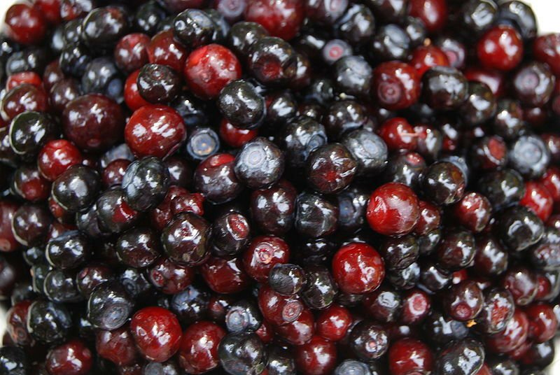 Jammas5 100 GARDEN HUCKLEBERRY Ground Cherry Solanum Melanocerasum Berry Fruit Bush Seed