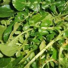 Jammas5 1500 WRINKLED CRINKLED CRESS Garden Lepidium Sativum Greens Vegetable Seeds