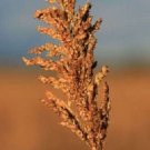 Jammas5 70 SUGAR DRIP SORGHUM Syrup Seeds *Comb S/H