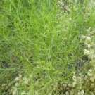 Jammas5 75 SALTWORT Okahijiki Japanese Greens Salsola Komarovii Leaf Vegetable Seeds