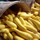 Jammas5 50 EARLY PROLIFIC STRAIGHTNECK SQUASH Yellow Summer Bush Heirloom Seeds + Gift