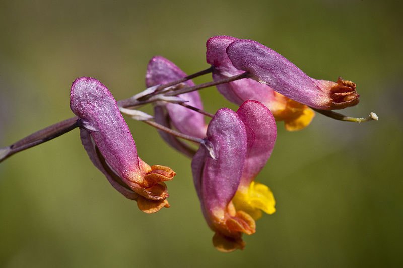 Jammas5 50 ROCK HARLEQUIN Pink & Yellow Corydalis Sempervirens Flower Seeds *CombinedS/H