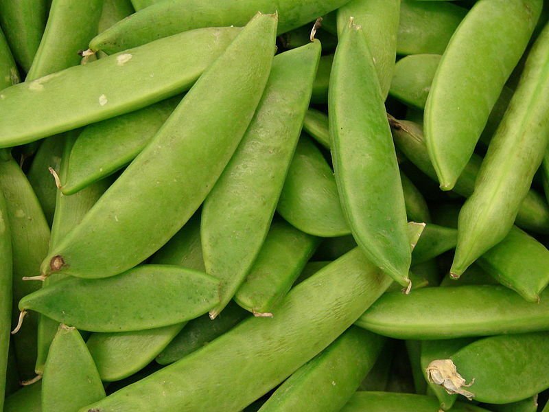 Jammas5 50 MAMMOTH MELTING SUGAR PEA Stringless Snow Pea Pisum Sativum Vegetable Seeds