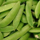 Jammas5 50 MAMMOTH MELTING SUGAR PEA Stringless Snow Pea Pisum Sativum Vegetable Seeds