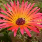 Jammas5 200 ICE PLANT MESEMBRYANTHEMUM DAISY Flower Seeds Mixed Colors +Gift & Comb S/H