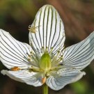 Jammas5 50 GRASS OF PARNASSUS FLOWER Parnassia Glauca American Fen Grass Wetland Seeds