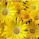 Jammas5 100 Gelato YELLOW ICE PLANT MESEMBRYANTHEMUM DAISY Livingstone Flower Seeds
