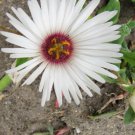 Jammas5 100 Gelato WHITE ICE PLANT MESEMBRYANTHEMUM DAISY Livingstone Flower Seeds