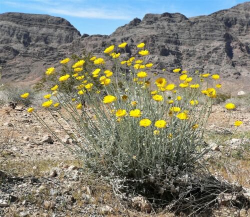 Jammas5 500 Yellow DESERT MARIGOLD Baileya Multiradiata Showy Drought Daisy Flower Seeds