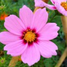 Jammas5 300 GLORIA COSMOS Bipinnatus Pink Flower Seeds + Gift & Comb S/H