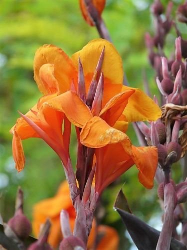 Jammas5 5 ORANGE CANNA LILY Indian Shot Arrowroot Canna Indica Flower Seeds + Free Gift