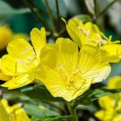 Jammas5 1000 YELLOW EVENING PRIMROSE Oenothera lamarckiana Flower Seeds +Gift & Comb S/H