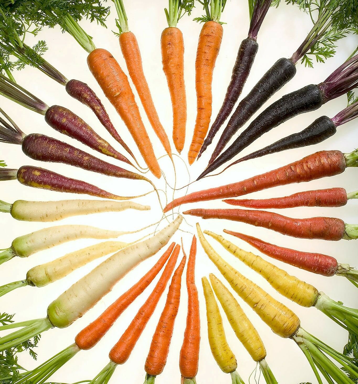 Jammas5 500 RAINBOW CARROT MIX White Red Yellow Purple Orange Daucus Carrota Seeds +Gift