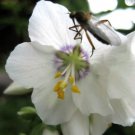 Jammas5 50 WHITE POLEMONIUM Coeruleum JACOB'S LADDER Flower Seeds + Gift & CombS/H