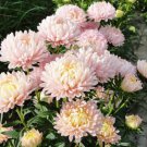 Jammas5 30 DUCHESS APRICOT PAEONY ASTER French Peony Callistephus Flower Seeds *Comb S/H