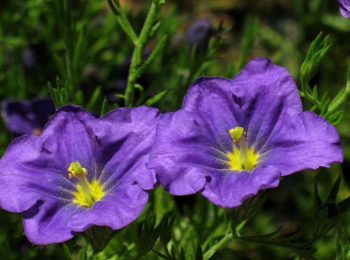 Jammas5 250 PURPLE ROBE CUP FLOWER Nierembergia Hippomanica Caerulea Seeds *Combined S/H