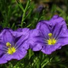 Jammas5 250 PURPLE ROBE CUP FLOWER Nierembergia Hippomanica Caerulea Seeds *Combined S/H